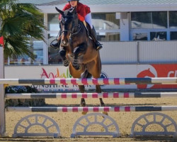 jumper Simba vd Bisschop (Belgian Warmblood, 2018, from Conthargos)