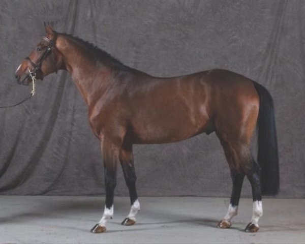stallion Riva Noe de Latreille (Selle Français, 2005, from I am Boy)