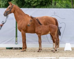 dressage horse Zauberbärchen (Westphalian, 2023, from Zauberlehrling PS OLD)