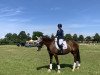 dressage horse Macaron (Oldenburg, 2013, from Don Frederic 3)