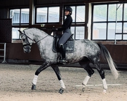 dressage horse Dr. Dee 5 (Hanoverian, 2017, from Desperados FRH)