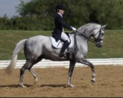 dressage horse Courmayeur 2 (Trakehner, 2000, from Heartbreaker)