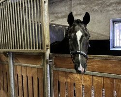 dressage horse Sir Henry E 3 (Westphalian, 2018, from Sir Heinrich OLD)