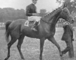 stallion Thor xx (Thoroughbred, 1930, from Ksar xx)