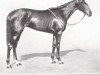 broodmare Kandy xx (Thoroughbred, 1929, from Alcantara xx)