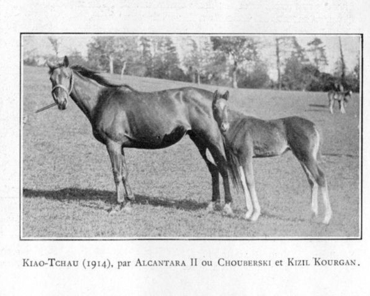 Zuchtstute Kiao Tchau xx (Englisches Vollblut, 1914, von Chouberski xx)