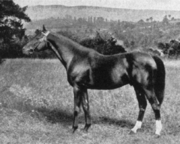 stallion Chouberski xx (Thoroughbred, 1902, from Gardefeu xx)
