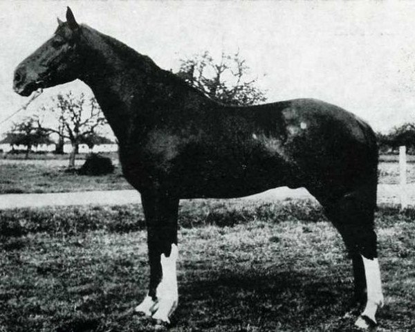 stallion Turenne (Selle Français, 1963, from Kalabaka xx)