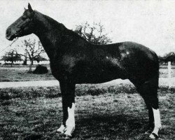 Deckhengst Turenne (Selle Français, 1963, von Kalabaka xx)