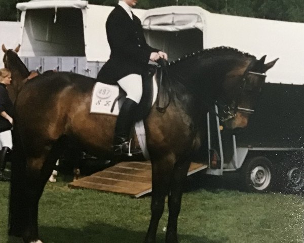 Pferd Roadster K (Oldenburger, 1987, von Renoir I)