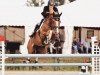 jumper Joyride RVL (KWPN (Royal Dutch Sporthorse), 2014, from Balou du Rouet)