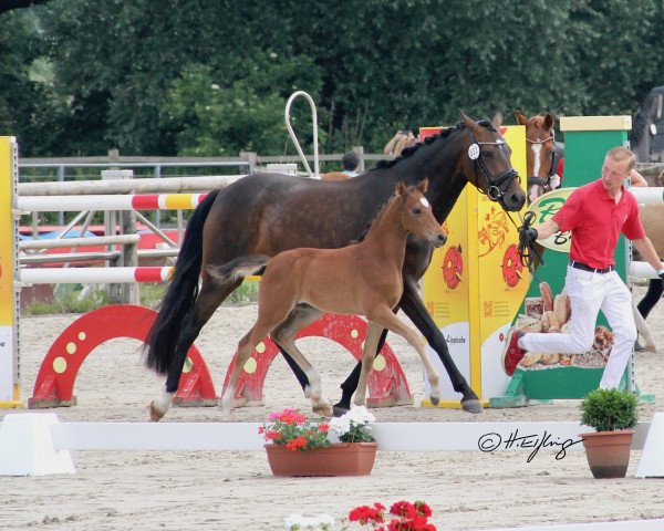 dressage horse New Girl (German Riding Pony, 2021, from Neverland WE)