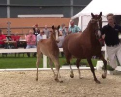 Dressurpferd Don Callilio (Deutsches Reitpony, 2016, von Der Classicer)