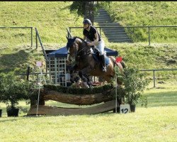 Springpferd Quibedo van't Heike (Belgisches Warmblut, 2016, von Flamenco de Semilly)