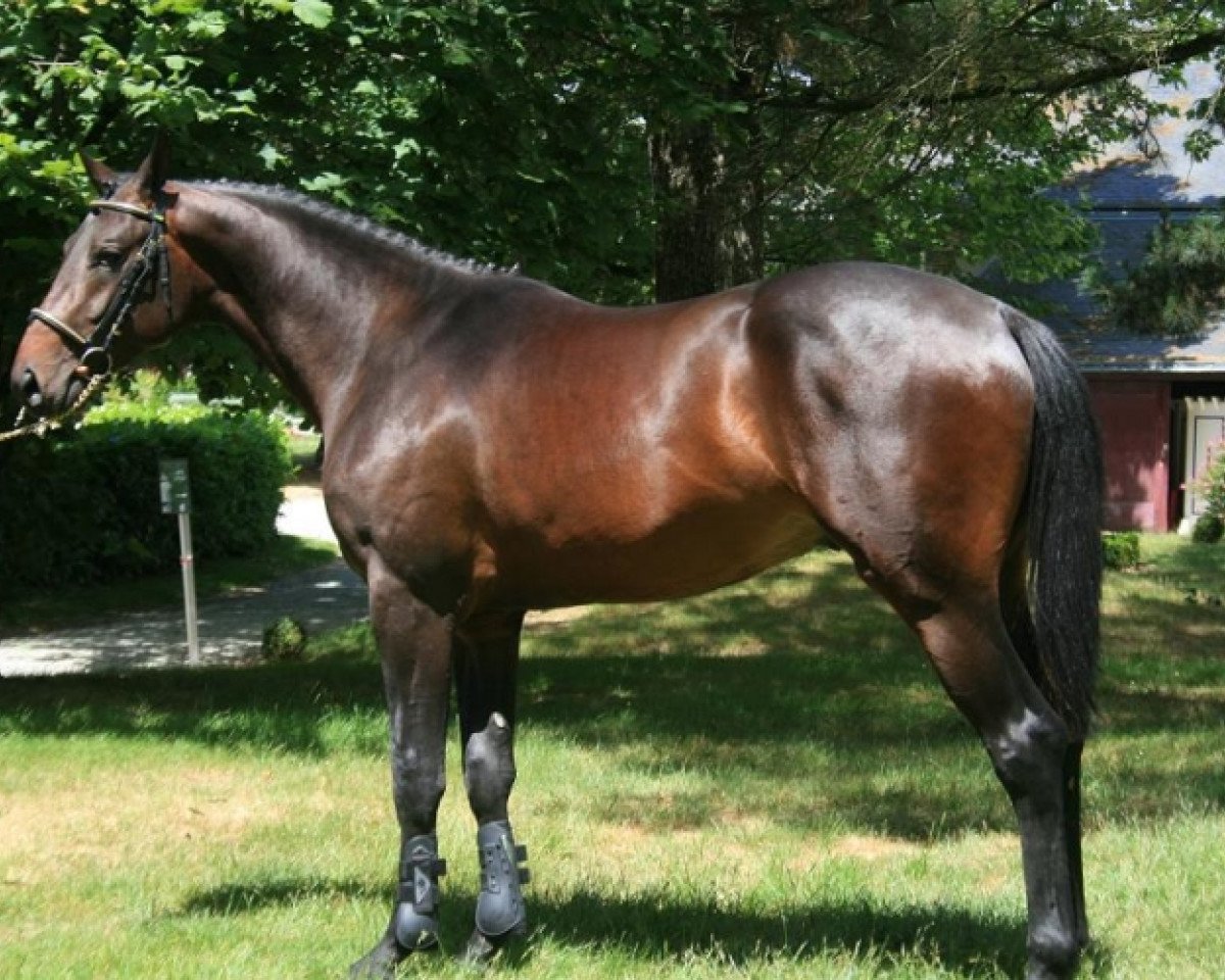 Springpferd Vilano des Loges (Selle Français, 2009, von L'Arc de Triomphe)