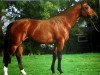 stallion Egalou Mail (Selle Français, 1992, from Galoubet A)