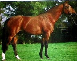 stallion Egalou Mail (Selle Français, 1992, from Galoubet A)