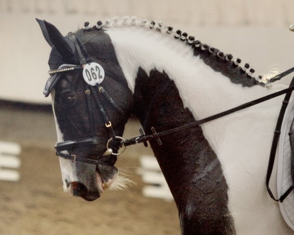 Pferd Isanto 2 (Zweibrücker, 1999, von Icon)