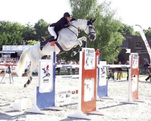 stallion Qaid Louvière (Selle Français, 2004, from Mr Blue)