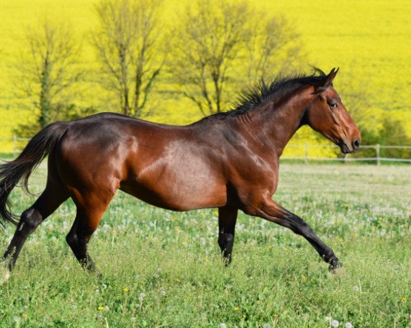 Pferd Été des Loges (Selle Français, 2014, von Fétiche du Pas)