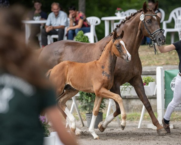 dressage horse Sorpresa S (Hanoverian, 2023, from Si Bon)