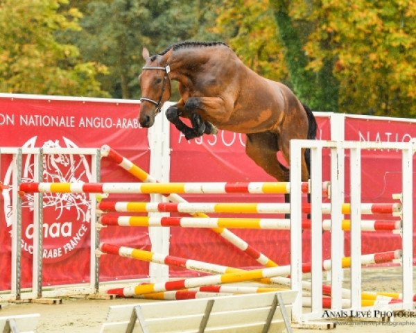 jumper Fargann des Loges (Selle Français, 2015, from Aristide de Hus)