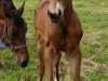 dressage horse Diamond Rock (Westphalian, 2023, from Diamond Deluxe 3)