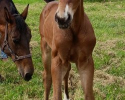 dressage horse Diamond Rock (Westphalian, 2023, from Diamond Deluxe 3)