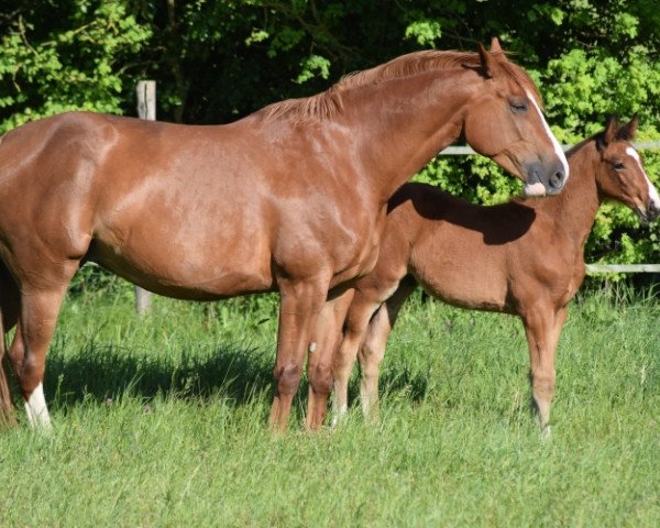 broodmare Vermeil des Loges (Selle Français, 2009, from Quartz du Chanu)