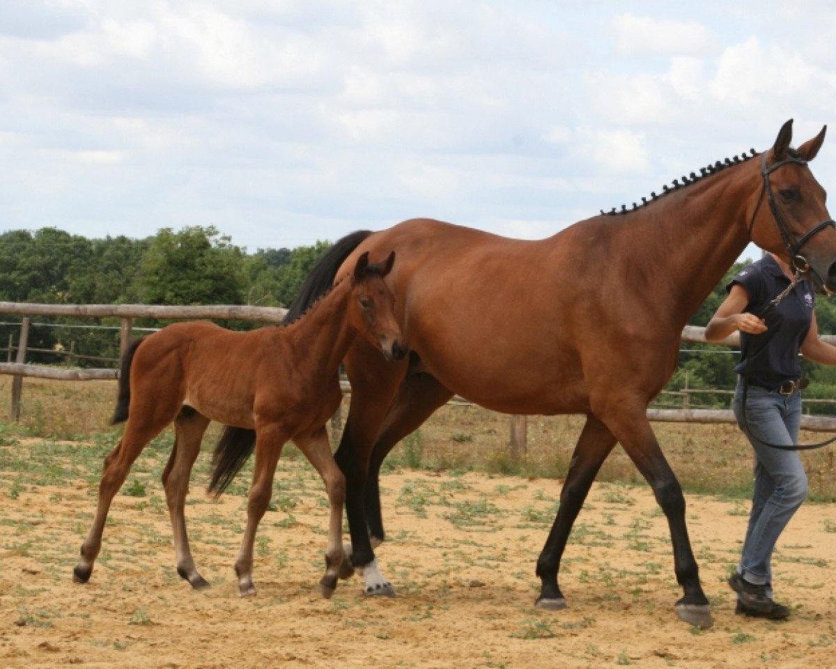 broodmare Rebasia des Loges (Selle Français, 2005, from Quidam de Revel)