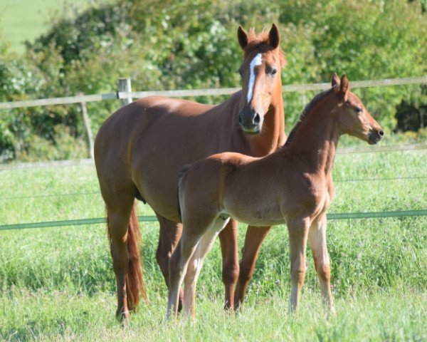 broodmare Naiade de la Bellone AA (Anglo-Arabs, 2001, from Ryon d'Anzex AA)