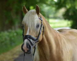 dressage horse Steirer 4 (Haflinger, 2015, from Sternwächter)