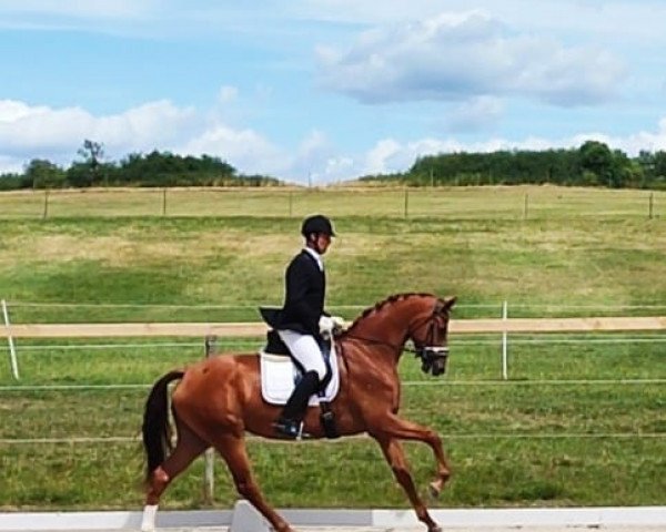 dressage horse Interstellar AM (Hanoverian, 2020, from Asgard's Ibiza)