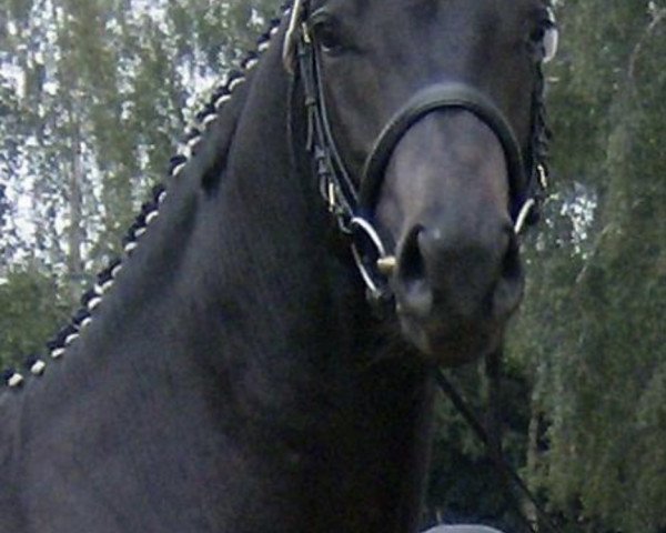 Pferd Bernado (Trakehner, 2005, von Lossow)