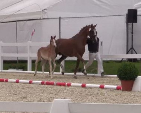 dressage horse Die Eine (German Riding Pony, 2016, from Der Classicer)