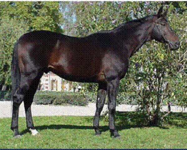 stallion Siego AA (Anglo-Arabs, 1991, from Iago C AA)