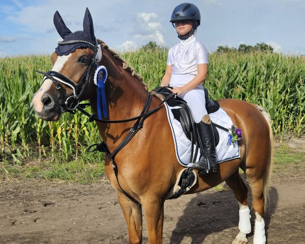 jumper Paulanus Sg (German Riding Pony, 2015, from Paul SG)
