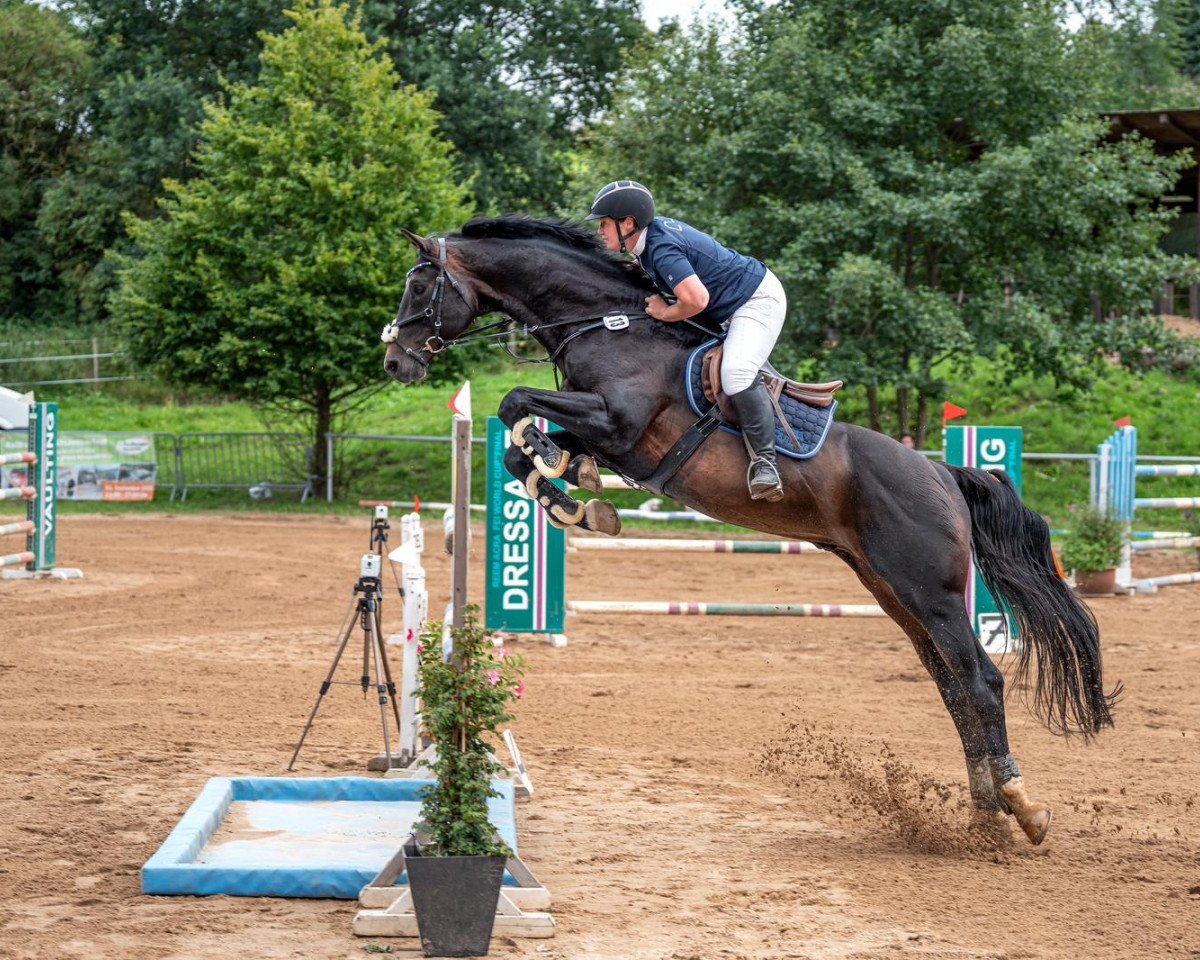 stallion Lenitas 2 (Holsteiner, 2004, from Limbus)
