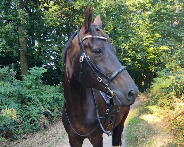 dressage horse Hans im Glück 25 (Trakehner, 2008, from Tambour)