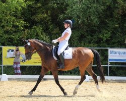 dressage horse Quibell 22 (Holsteiner, 2010, from Quality 9)