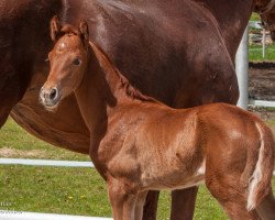 dressage horse Voglgut's Miss Austria (Austrian Warmblood, 2023, from Van Austria)