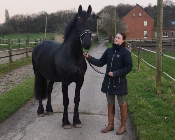 horse Leukje ter Meer (Friese, 2019, from Menne 496)