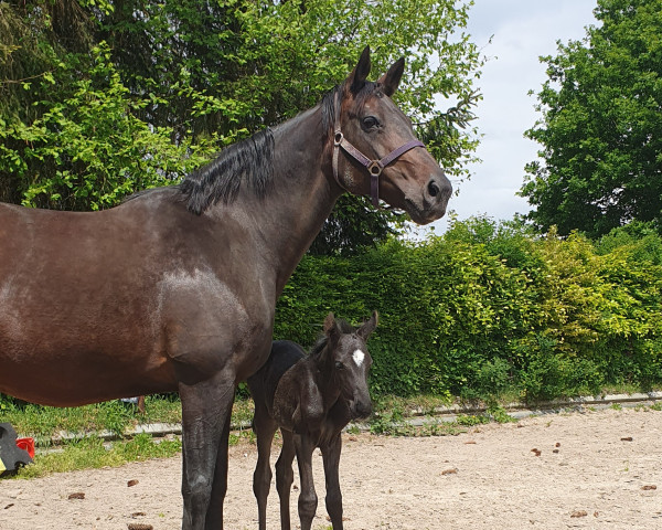 broodmare Rocca Bella (Oldenburg, 2005, from Rubinero 2)