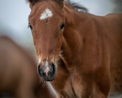 horse Verdima (Westphalian, 2023, from Verdi)