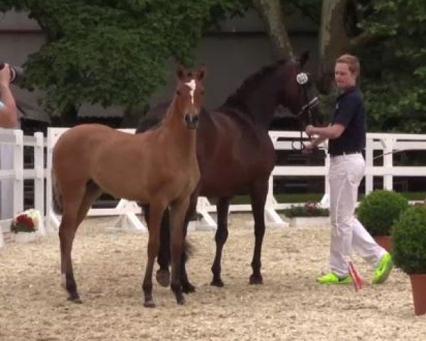 broodmare Die Classicerin (German Riding Pony, 2016, from Der Classicer)