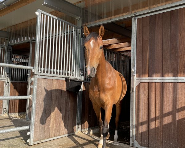 dressage horse Fleur de Lys 55 (Rhinelander, 2018, from Flavis)