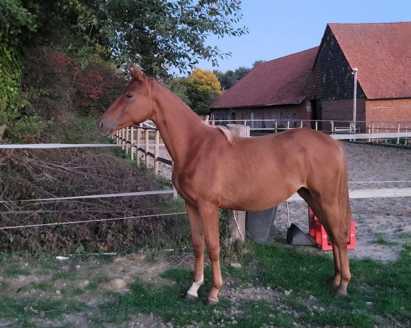 dressage horse Klassic's Zauberei (Trakehner, 2021, from Zauberdeyk)
