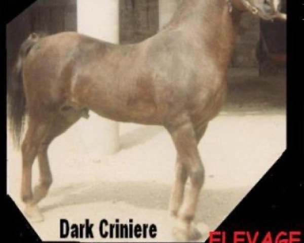 stallion Kiwi Roche (Welsh-Cob (Sek. D), 1976, from Cherauds Ginger)