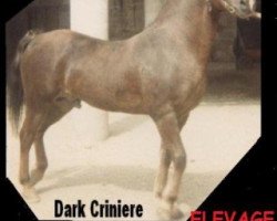 Deckhengst Kiwi Roche (Welsh-Cob (Sek. D), 1976, von Cherauds Ginger)