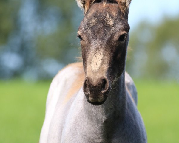 stallion Jgwimpysdressedroyal (Quarter Horse, 2023)